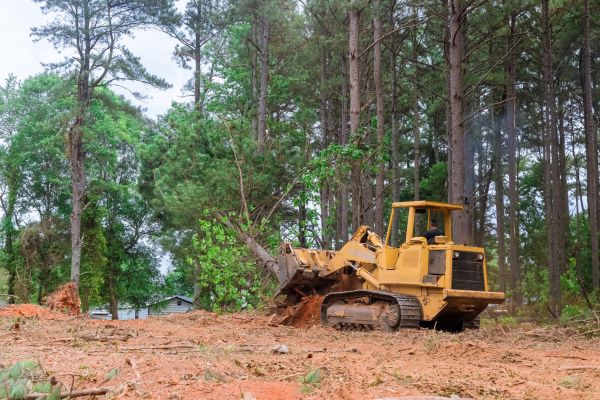 Trees Clearing in Homosassa