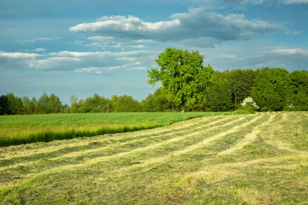 Cost of Vegetation Removal in Homosassa