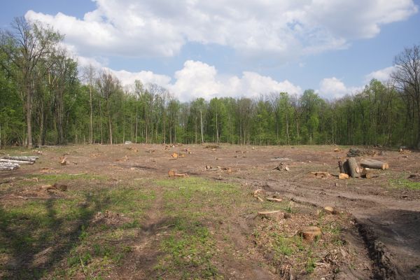 Pasture Clearing in Homosassa