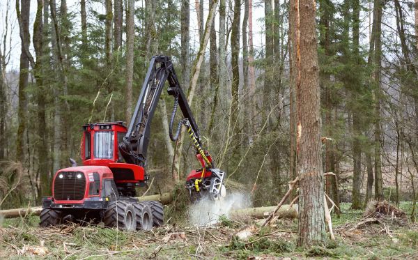 Forest Clearance Service in Homosassa