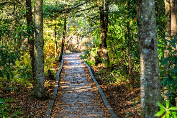 Cost of Trail Clearing in Homosassa
