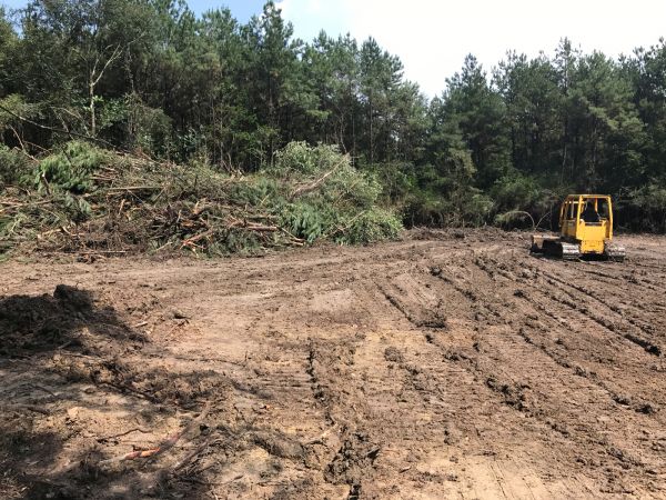 Thicket Clearing in Homosassa